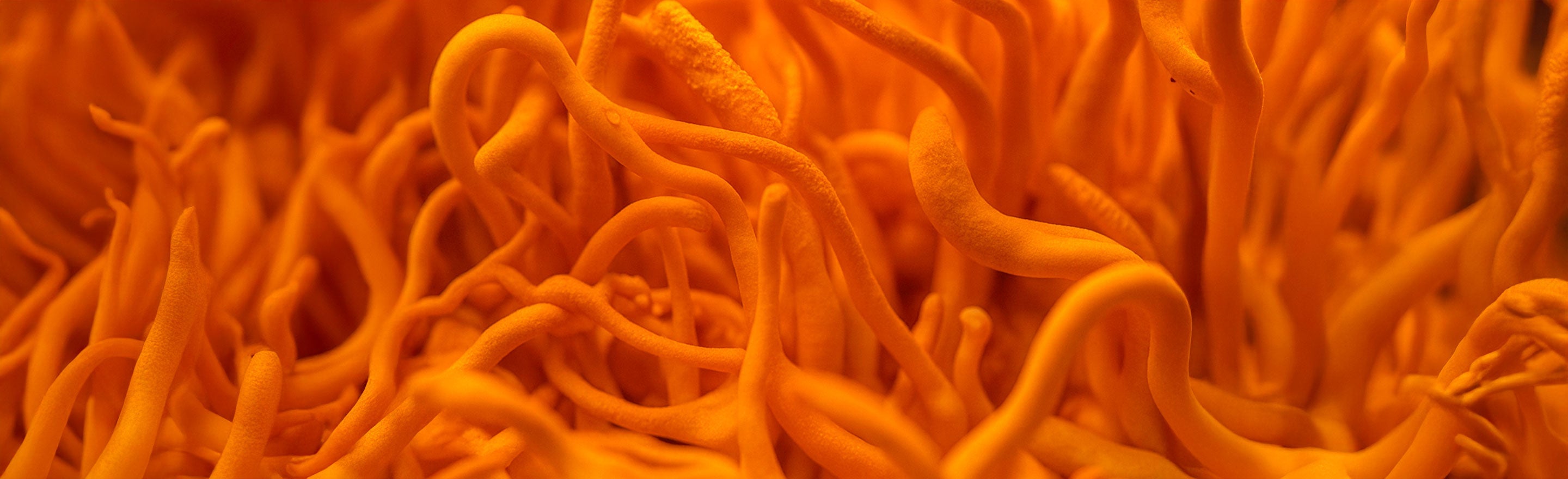 Cordyceps Benefits: Natural Energy, Stamina & Endurance