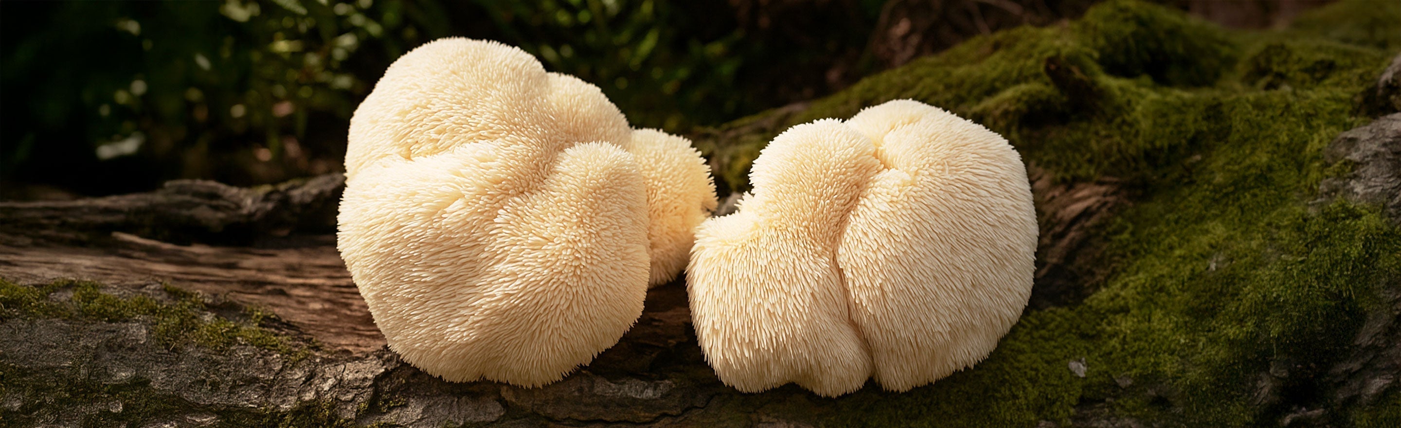 Lion’s Mane Mushroom Benefits: Brain Health, Memory & Cognitive Support Naturally