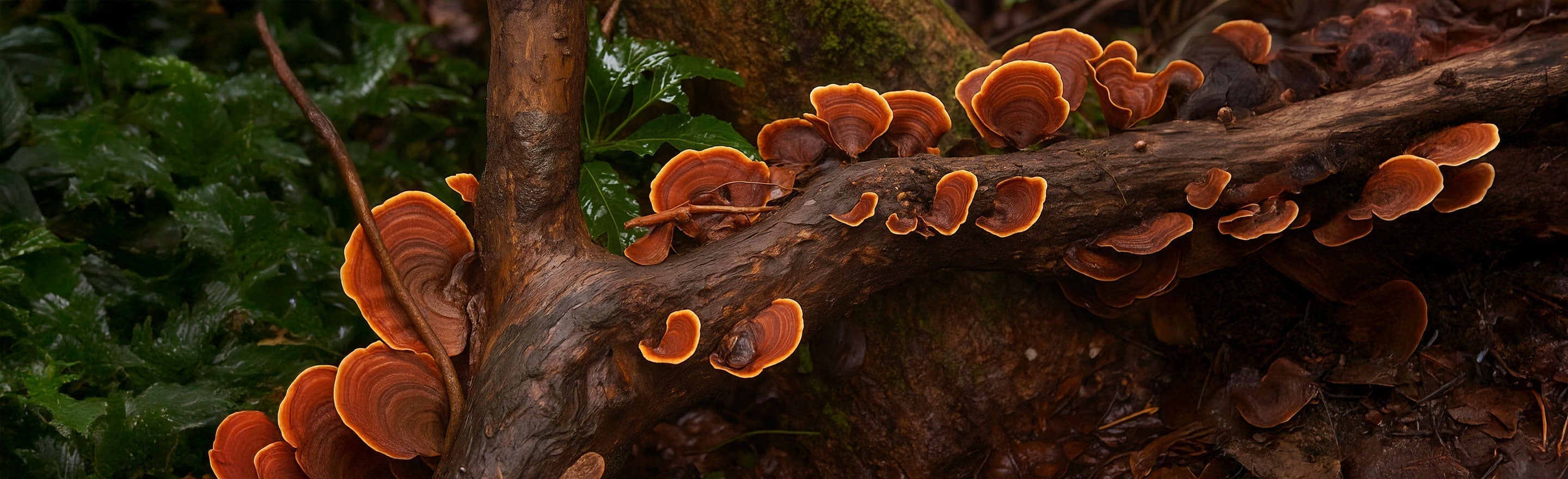 Reishi Mushroom Benefits: Immune Strength, Stress Relief, and Whole-Body Balance